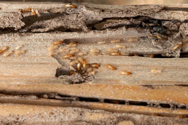 Best Pest Control Near Me in Star City, WV