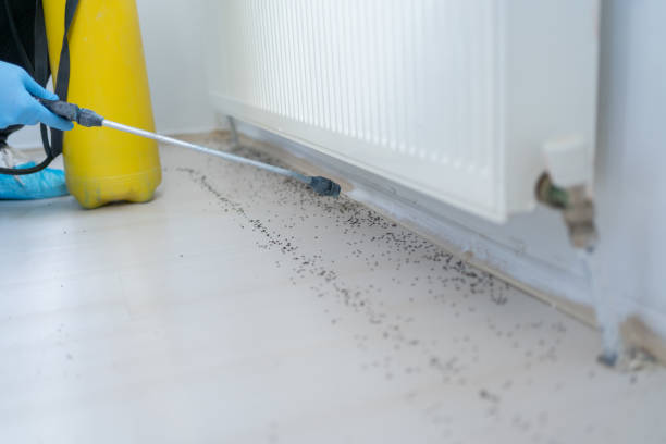 Best Termite Control Services  in Star City, WV
